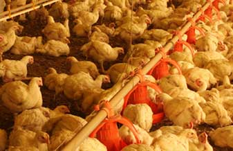 Abatedouro Avícola Sorocaba - Foto 1