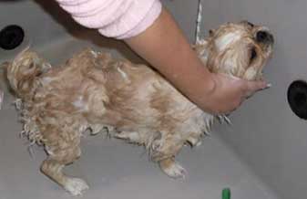 Agro Carvalho Banho & Tosa - Foto 1