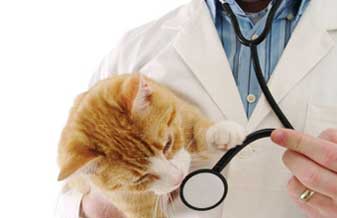 Veteriplan Plano De Saúde Animal E Clínica Veterinária - Foto 1