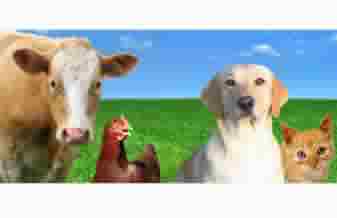 Agro Animal - Foto 1