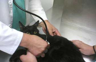 Clinica Veterinaria Plantao Vet Dr Jose Antonio Ribeiro Jr - Foto 1