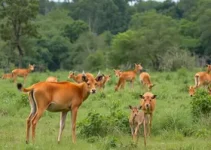 animais silvestres em Sorocaba