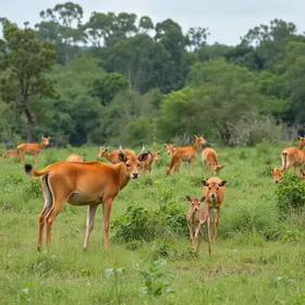animais silvestres em Sorocaba