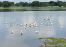 patos e gansos