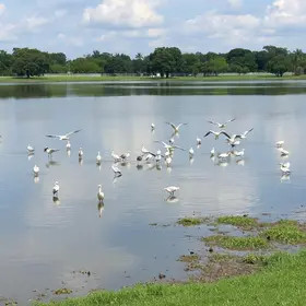 patos e gansos