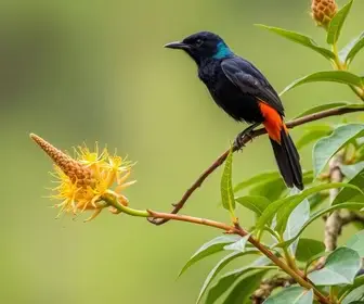Aves e Botânica